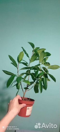 Замиокулькас, фикусы, колеус