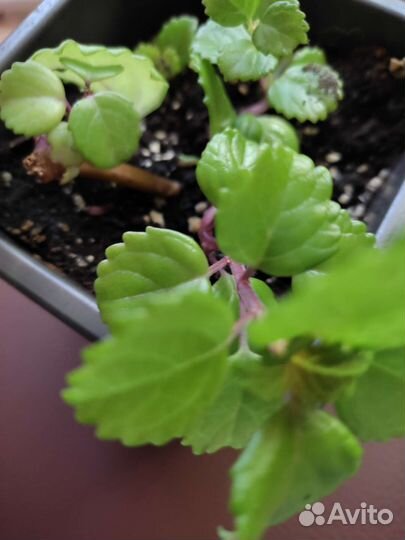 Комнатные цветы