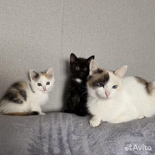 Котята в добрые руки
