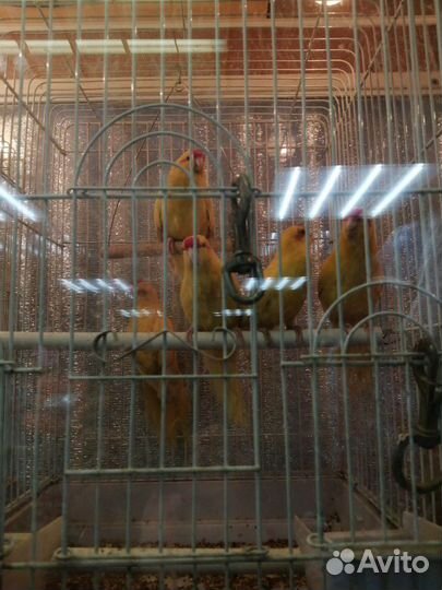 Попугай карелла нимфа, какарик и розелла