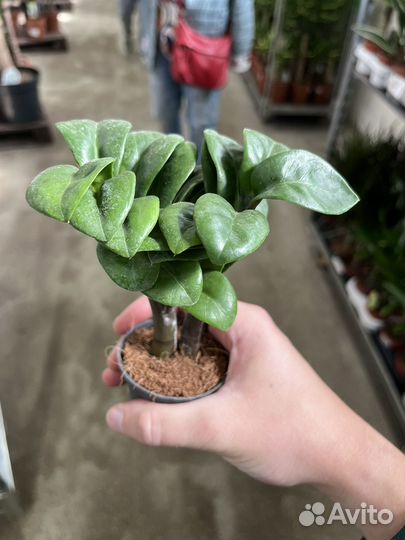 Замиокулькас зензи