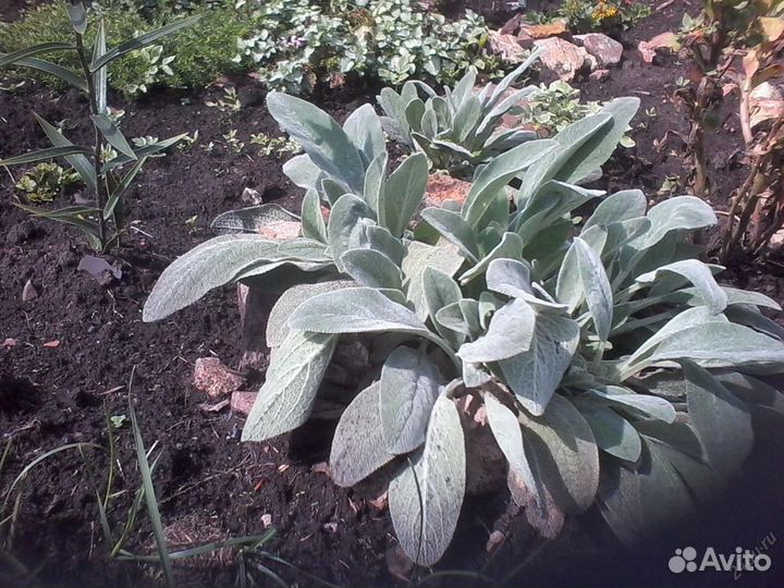 Садовые многолетники: