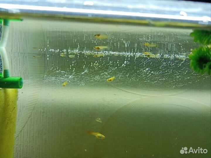 Молодь гуппи