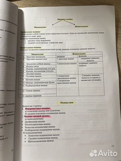 Конспекты по анатомии