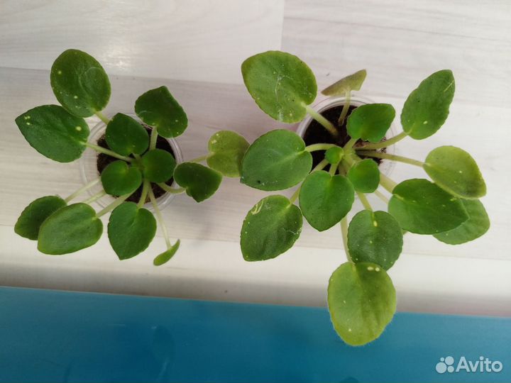 Комнатные цветы