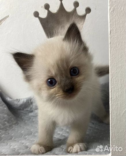 Котенок сил миттед мальчик