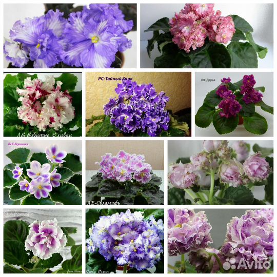 Сортовые фиалки