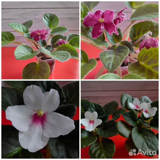 Фиалка цветущие розеточки