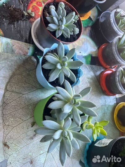 Суккулент эхеверия