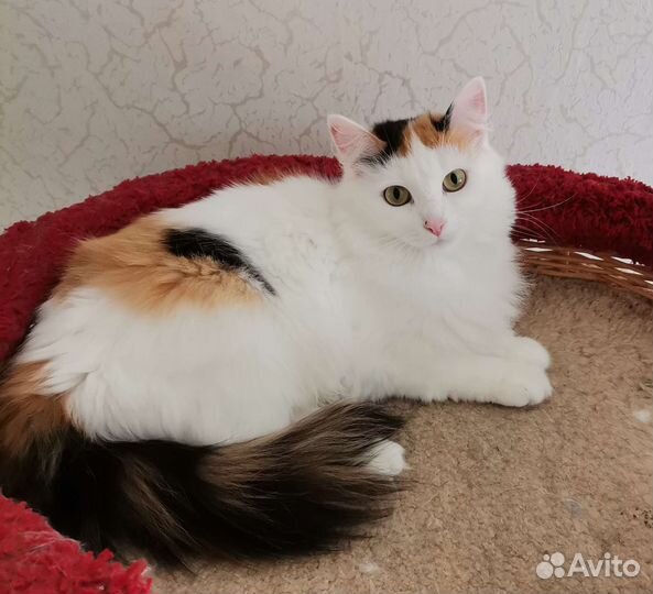 Красавица Белка