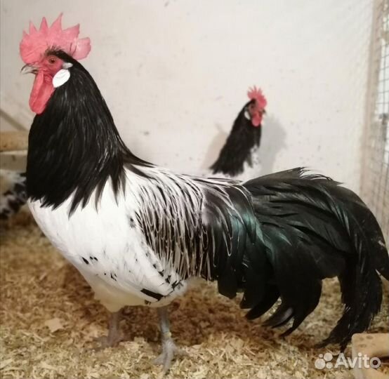 Инкубационное яйцо породных кур