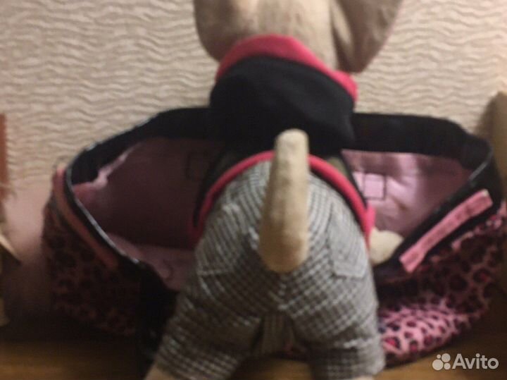 Чичилав rock star редкая