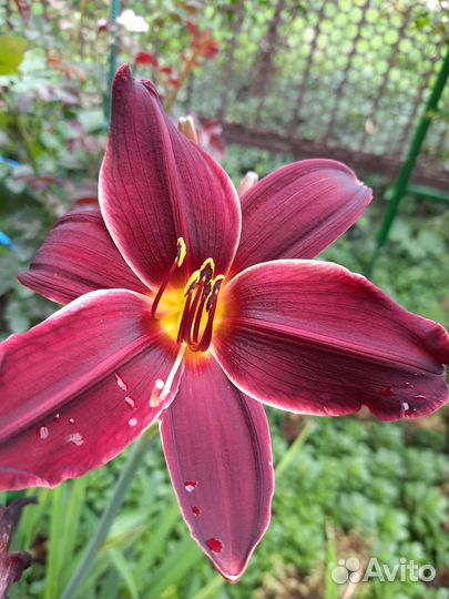 Лилейники сортовые