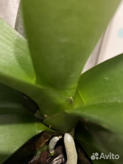 Орхидея фаленопсис