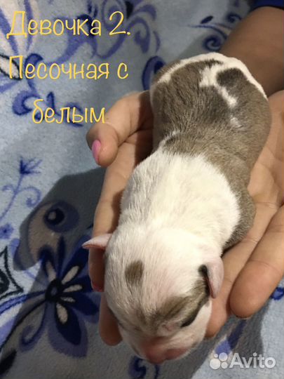 Щенки стаффа