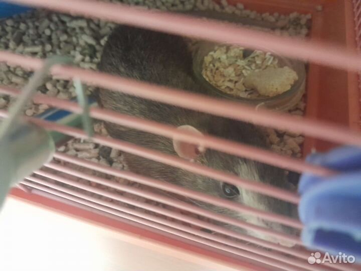 Крысы с клеткой