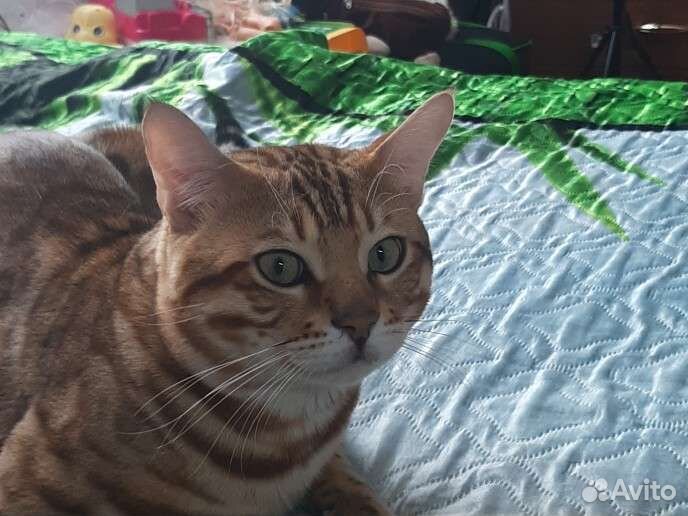 Бенгальский кот вязка