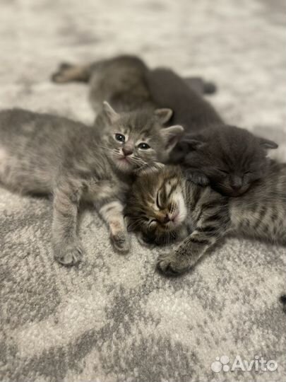 Котята в добрые руки