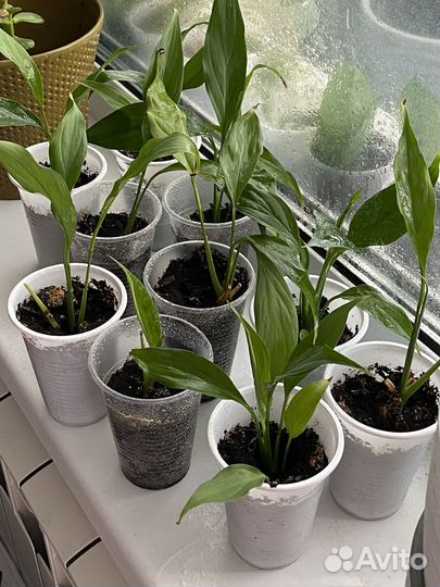 Отростки женского счастья