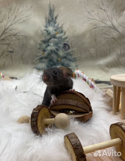 Крысята девочки и мальчики