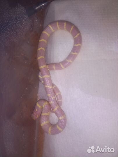 Змеи молодняк