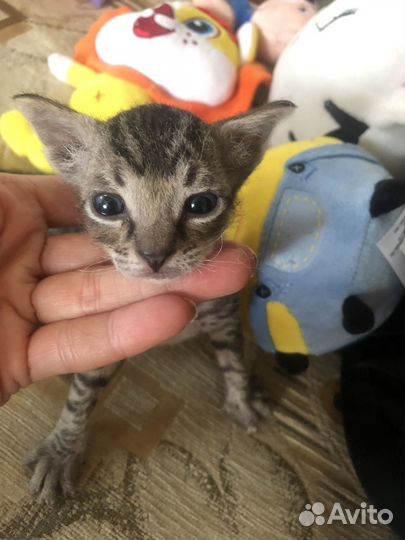 Котенок Сфинкс