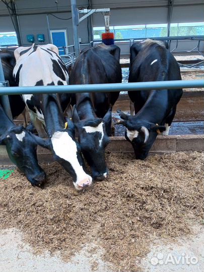 Нетели годштинской породы