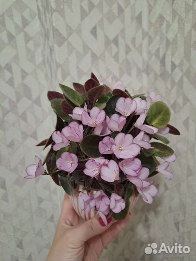 Мини фиалки