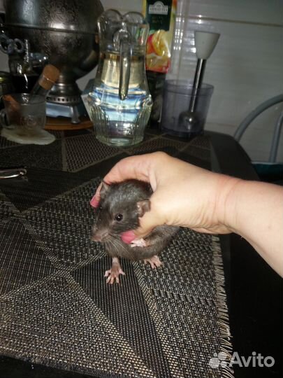 Крысята декоративные, дамбо