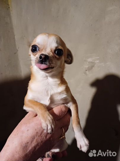 Чихуахуащенок чихуахуа