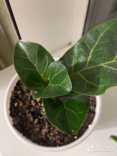 Антуриум кларинервиум (хрустальный