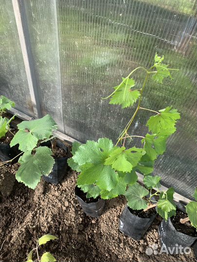 Саженцы винограда