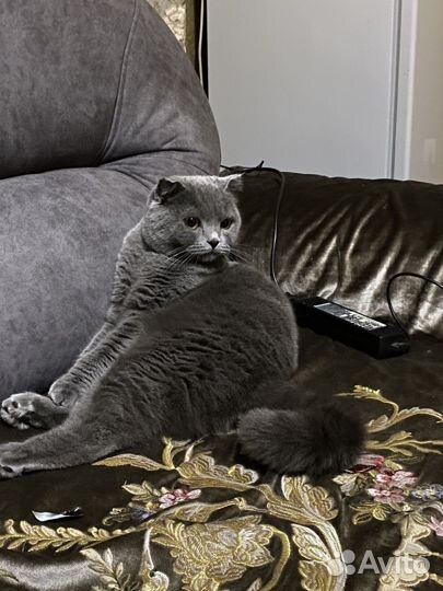 Кошка на вязку