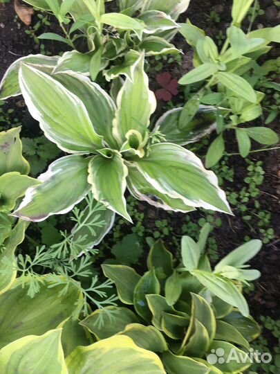 Набор из хост