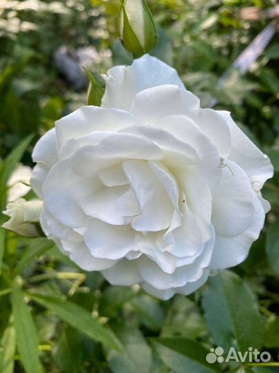 Роза Schneewitchen