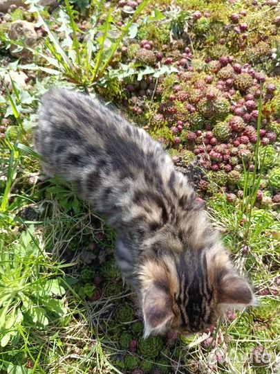 Бенгальские котята