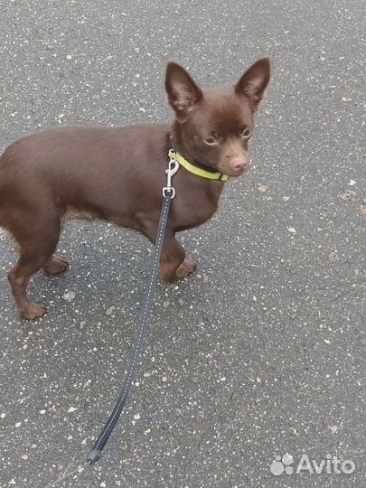 Щенок чихуахуа