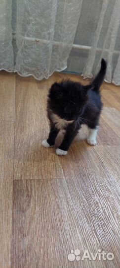 Кошка в дар бесплатно