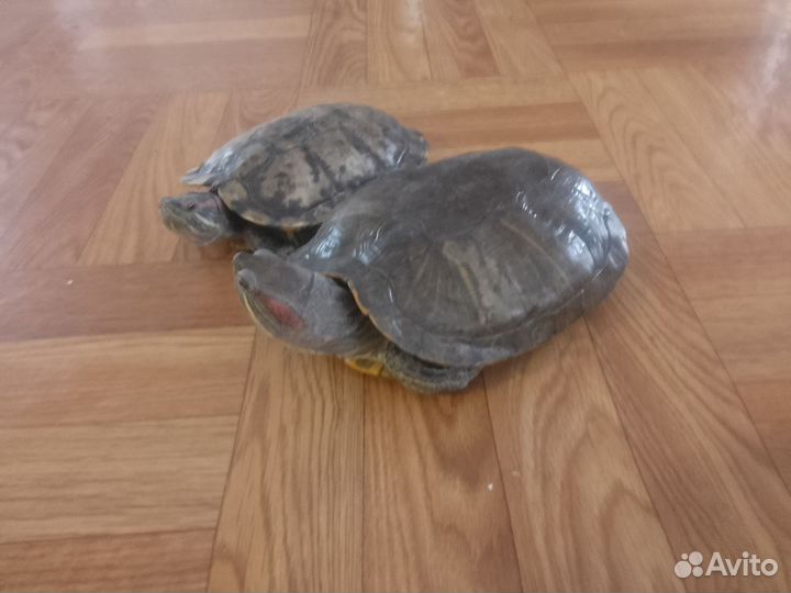 Красноухая черепаха