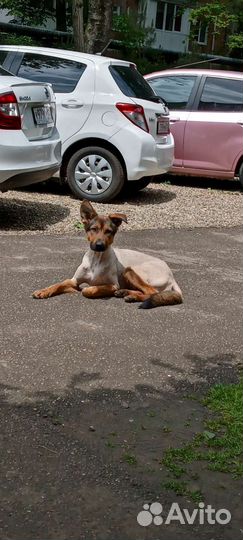 Собака в добрые руки отдам бесплатно