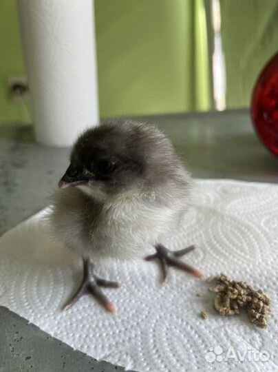 Джерсийский гигант инкубационное яйцо