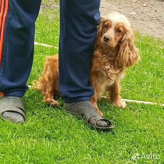Кокер спаниель