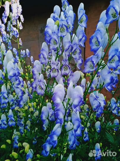 Многолетние цветы