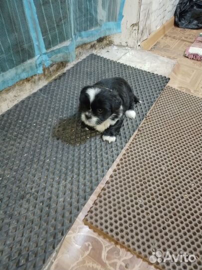 Щенки пекинеса