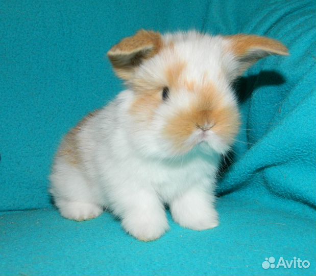 Карликовый барашек