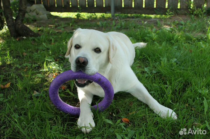 Лабрадор вязка