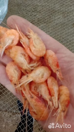 Креветка Азовская оптом и в розницу