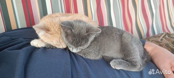 Русская голубая 