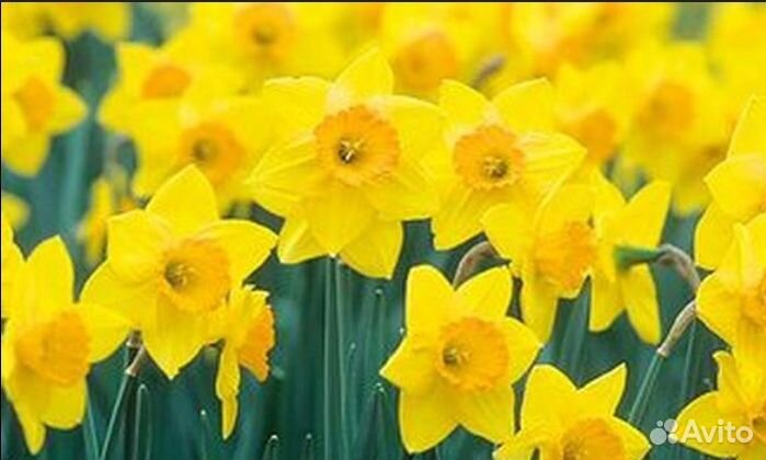Луковицы нарциссов