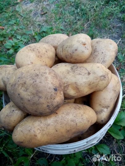 Картошка продажа